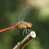 SYMPETRUM ROUGE SANG. odonates. LISE JALOUX